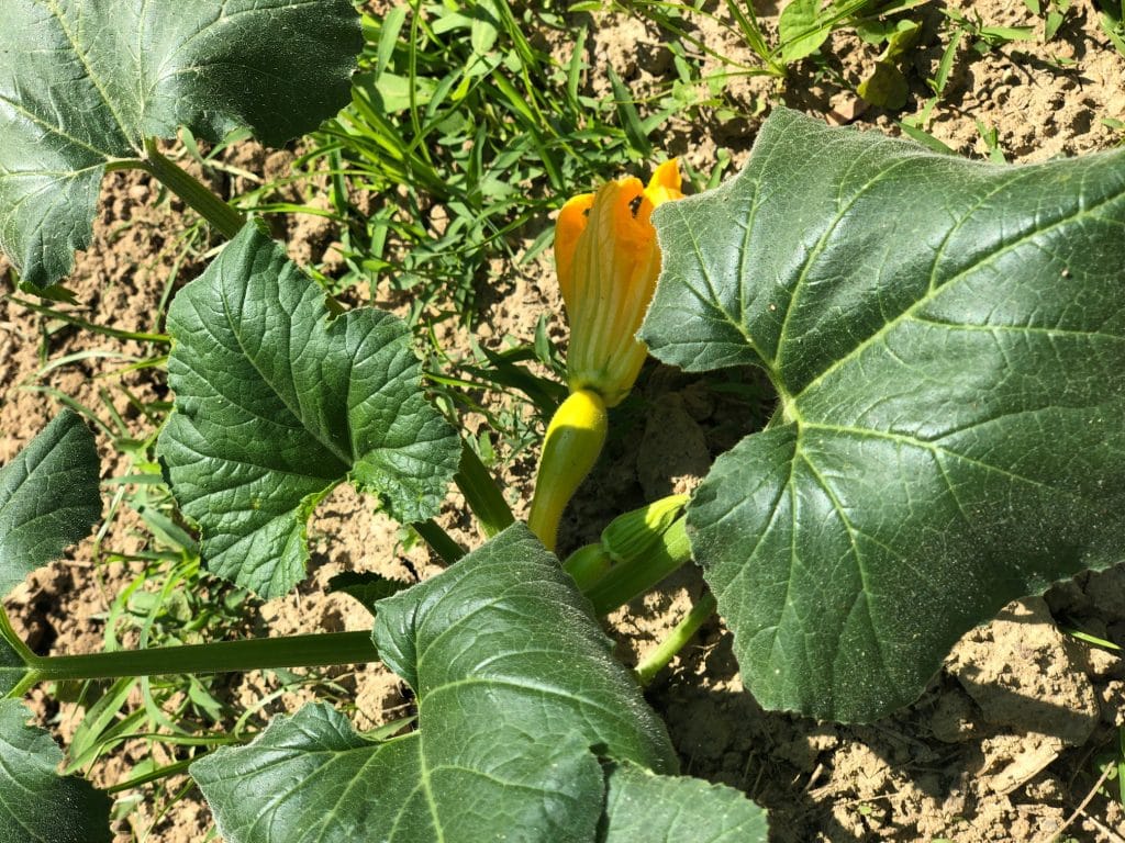 yellow squash on the vine